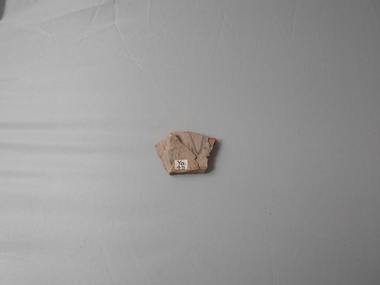 Geological specimen - GRAPTOLITE COLLECTION: ISOGRAPTUS CADUCEUS VAR