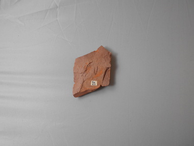 Geological specimen - GRAPTOLITE COLLECTION: ISOGRAPTUS CADUCEUS VAR