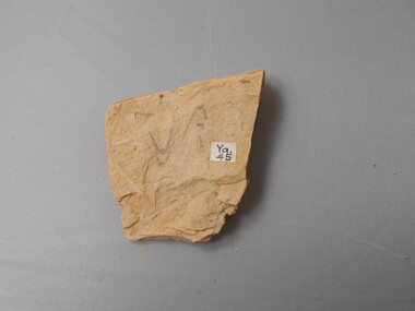 Geological specimen - GRAPTOLITE COLLECTION: ISOGRAPTUS CADUCEUS VAR