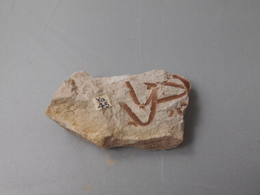 Geological specimen - GRAPTOLITE COLLECTION: ISOGRAPTUS CADUCEUS VAR.DIVERGENS HARRIS (3132) YEPEENIAN