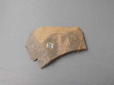 Geological specimen - GRAPTOLITE COLLECTION: ONCOGRAPTUS UPSILON T.S.H YAPEENIAN