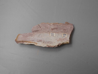 Geological specimen - GRAPTOLITE COLLECTION: DIPLOGRAPTUS (GLYTOGRAPTUS)