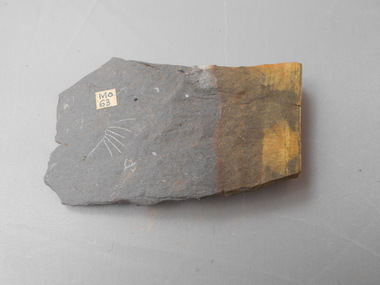 Geological specimen - GRAPTOLITE COLLECTION: TRICHOGRAPTUS IMMOTUS H. AND T. (37442)