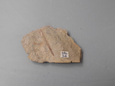 Geological specimen - GRAPTOLITE COLLECTION: DIPLOGRAPTUS (GLYPTOGRAPTUS) TERETINSEULUS VAR