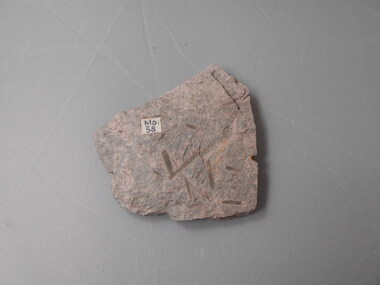 Geological specimen - GRAPTOLITE COLLECTION: LASIOGRAPTUS (THYSANOGRAPTUS) ETHERIDGEI