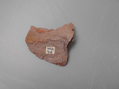 Geological specimen - GRAPTOLITE COLLECTION: PHYLLOGRAPTUS NOBILIS H. AND K