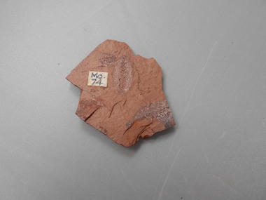 Geological specimen - GRAPTOLITE COLLECTION: PHYLLOGRAPTUS NOBILIS H. AND K