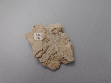 Geological specimen - GRAPTOLITE COLLECTION: TETRAGRAPTUS ACCLINANS KEBLE