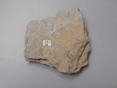 Geological specimen - GRAPTOLITE COLLECTION: TETRAGRAPTUS ACCLINANS KEBLE