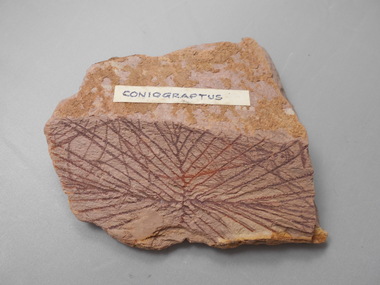 Geological specimen - GRAPTOLITE COLLECTION: CONIOGRAPTUS