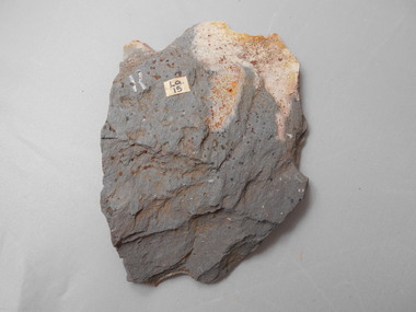 Geological specimen - GRAPTOLITE COLLECTION: TETRAGRAPTUS PROXIMATUS NICHOLSON