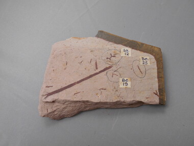 Geological specimen - GRAPTOLITE COLLECTION: THREE SPECIES OF GRAPTOLITES ON ONE ROCK