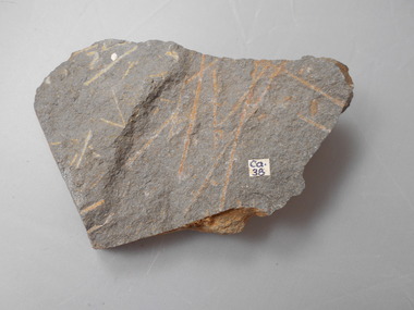 Geological specimen - GRAPTOLITE COLLECTION: ISOGRAPTUS CADUCEUS VAR. VICTORIAE HARRIS
