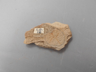 Geological specimen - GRAPTOLITE COLLECTION: TETRAGRAPTUS ACCLINANS