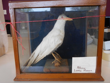 Animal specimen - ALBINO RAVEN IN CASE