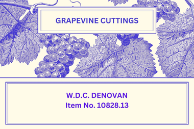 Newsletter - The Grapevine Cuttings by Rob Upson - ' W.D.C. Denovan', Aug 1999