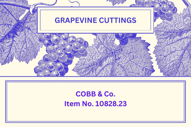 Newsletter - The Grapevine Cuttings by Rob Upson - 'COBB & Co.', Nov 2000