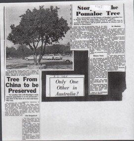 Newspaper - Pomoloe Tree