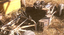 The rusted wreck in Numurkah - colour photo