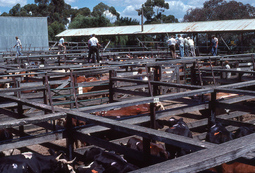 Sale Yards