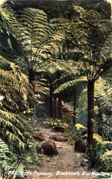 This coloured card shows a path through dense tree ferns; on the card is printed “In the Fernery, Blackheath, Blue Mountains”.