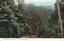 This coloured card shows a horse-drawn vehicle travelling through a densely forested mountain pass; on the card is printed “Camberwarra Pass, South Coast, New South Wales.”