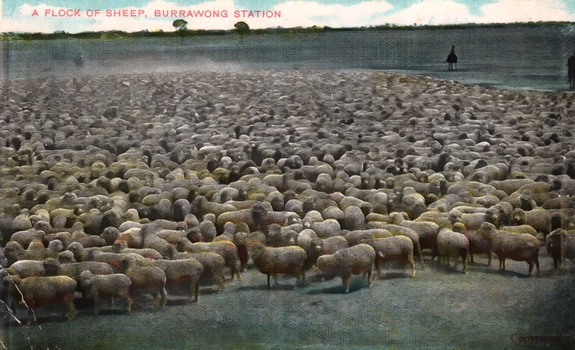 1405.177 This coloured card shows a large flock of sheep gathered in an open paddock: On the card is printed “A FLOCK OF SHEEP, BURRAWONG STATION Copyright.”