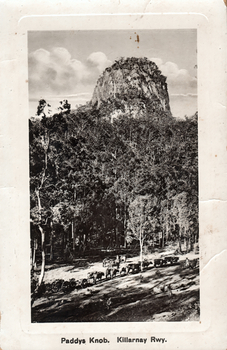 This black-and-white card shows cattle being driven through forest beneath a rocky hill; on the card is printed “Paddys Knob. Killarney Rwy.”