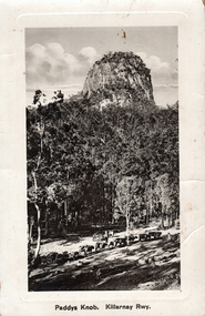 This black-and-white card shows cattle being driven through forest beneath a rocky hill; on the card is printed “Paddys Knob. Killarney Rwy.”