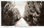 This black-and-white card shows a straight, tree-lined avenue through gardens: On the card is printed “THE ROSE SERIES P. 7410 COPYRIGHT. POPLAR AVENUE, MEMORIAL GARDENS, WAGGA, N.S.W.”