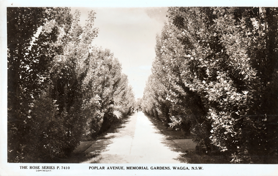 This black-and-white card shows a straight, tree-lined avenue through gardens: On the card is printed “THE ROSE SERIES P. 7410 COPYRIGHT. POPLAR AVENUE, MEMORIAL GARDENS, WAGGA, N.S.W.”