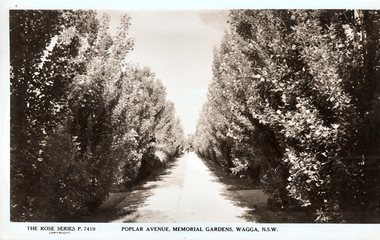 This black-and-white card shows a straight, tree-lined avenue through gardens: On the card is printed “THE ROSE SERIES P. 7410 COPYRIGHT. POPLAR AVENUE, MEMORIAL GARDENS, WAGGA, N.S.W.”