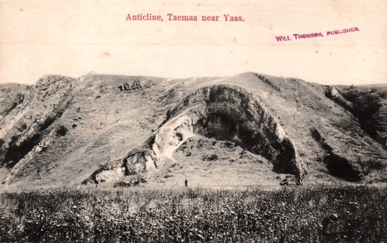 This black-and-white card shows an exposed rock formation on a hillside: On the card is printed “Anticline, Taemas near Yass. WILL THOMSON, PUBLISHER.”
