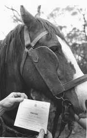 Photograph - AUSTIN COLLECTION: Horse with miner's right, 1980's