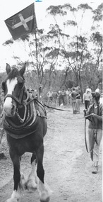 Photograph - AUSTIN COLLECTION: horse with Eureka flag, 1980's