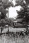 11147.4n Birney Car crossing the creek