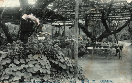 This black-and-white card shows a garden with large trees, dense flowering plants and a small shelter: On the card is printed “SHAKWA GARDEN MUKOJIMA, TOKYO. (NO. 2) The Japanese iranslates as “Mukojima Hyakkaen Garden, Tokyo.”