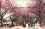 This coloured card shows people walking beneath flowering cherry trees. On the card is printed “FOR EXCHANGE CARD. (T 325) Cherry Blossoms in Arakawazutsumi near Tokyo.
The Japanese is printed from right to left and reads:（東京名勝）荒川堤の櫻花」 — “Cherry blossoms on the Arakawa embankment, a famous sight of Tokyo.”