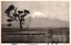 This black-and-white card shows a pine tree in a rural landscape with a snow-covered mountain in the background. On the card is printed “THE HIMEGAMI PINE. The Japanese is printed from right to left and reads: 姫神松」 — “The Himegami Pine.” 大月寫眞館製」 — “Produced by Ōtsuki Photography Studio.”