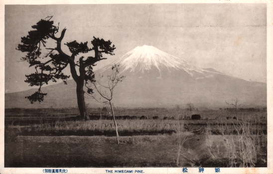 This black-and-white card shows a pine tree in a rural landscape with a snow-covered mountain in the background. On the card is printed “THE HIMEGAMI PINE. The Japanese is printed from right to left and reads: 姫神松」 — “The Himegami Pine.” 大月寫眞館製」 — “Produced by Ōtsuki Photography Studio.”