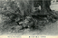 This black-and-white card shows a rock formation beneath large trees in a park. On the card is printed “Kenroku Park Kanazawa”. The Japanese is printed from right to left and reads 金澤兼六公園内獅子巖, translating as “Lion Rock in Kenroku Park, Kanazawa.” The sign on the tree reads vertically: 獅子巖 — “Lion Rock” (Shishi-iwa).