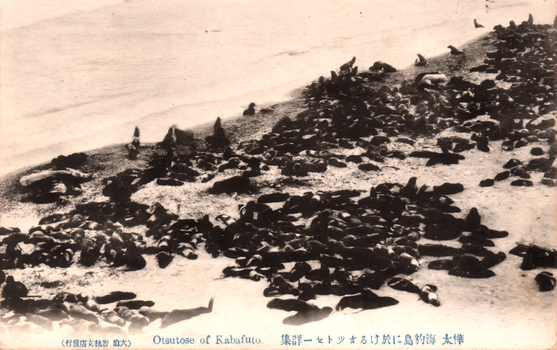 This black-and-white card shows a large colony of fur seals gathered on a shoreline. On the card is printed “Otsutose of Kabafuto.”, The principal Japanese caption is printed right-to-left. Read in modern order, it is: 樺太 海豹島に於けるオットセイ一群 English translation: “A group of fur seals on Seal Island, Karafuto.” The smaller Japanese wording reads:（大泊 岩村支店發行）English translation: “Published by the Iwamura Branch, Ōdomari.”