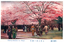 This coloured card shows people beneath cherry blossom trees in a park. On the card is printed “Cherry-blossom in Tokyo” The Japanese translates as:
上野公園の櫻花 — “Cherry blossoms in Ueno Park”
東京の櫻 — “Cherry blossoms of Tokyo”