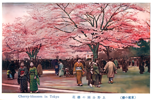 This coloured card shows people beneath cherry blossom trees in a park. On the card is printed “Cherry-blossom in Tokyo” The Japanese translates as:
上野公園の櫻花 — “Cherry blossoms in Ueno Park”
東京の櫻 — “Cherry blossoms of Tokyo”