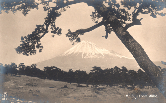 This black-and-white card shows Mount Fuji framed by a large pine tree. On the card is printed “Mt. Fuji from Miho.” and “501”.