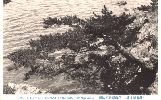 This black-and-white card shows a pine tree growing over rocks beside the water. On the card is printed “PINE-TREE ON THE ROCKSAT TATETAMA, HAMANA-LALE.”, “舘山奇巌の松樹” and “（濱名湖名勝）”. The Japanese translates as:
舘山奇巌の松樹 — “Pine tree on the unusual rocks at Tateyama”
濱名湖名勝 — “Scenic sights of Lake Hamana”