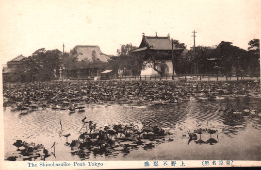 This black-and-white card shows Shinobazu Pond in Tokyo, with lotus plants covering much of the water and temple buildings beyond. On the card is printed “The Shinobazuike Ponb Tokyo” and “（東京名所）上野不忍池”. Japanese translation: 東京名所 — “Famous place/sight of Tokyo.” 上野不忍池 — “Shinobazu Pond, Ueno.” Together: “(Famous sight of Tokyo) Shinobazu Pond, Ueno.”
