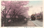 This coloured card shows a tram travelling beside a long avenue of flowering cherry trees, with pedestrians beneath the blossoms. On the card is printed “TOKYO CHERRY TREE AT EDOGAWA.” and “江戸川の櫻花”. Japanese translation:
江戸川の櫻花 — “Cherry blossoms at Edogawa” or, more literally, “The cherry blossoms of Edogawa.”