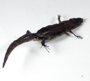 Animal specimen - Burnt Skink, February 2009