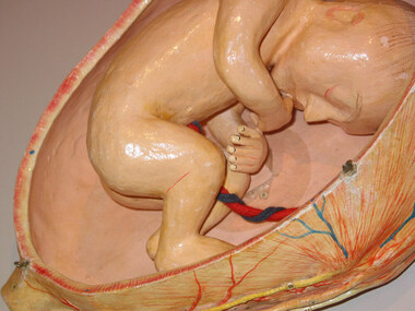 Model, anatomical, Auzoux's papier mache models of stages of a developing fetus in utero, c1926